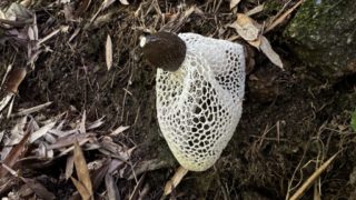 Thumbnail of post image 037