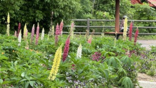 Thumbnail of post image 158