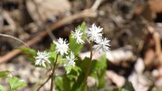 Thumbnail of post image 100