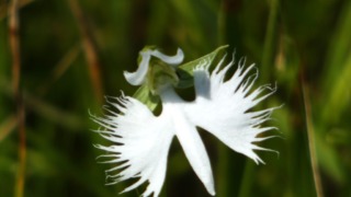 Thumbnail of post image 125