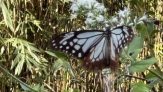 Thumbnail of post image 031