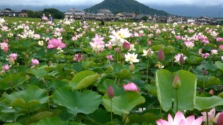 Thumbnail of post image 152